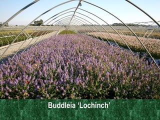 Cornerstone: Premium Quality Plants Buddleia ‘Lochinch’  