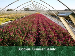 Cornerstone: Premium Quality Plants Buddleia ‘Summer Beauty’  