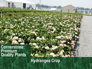 Cornerstone: Premium Quality Plants Hydrangea Crop  