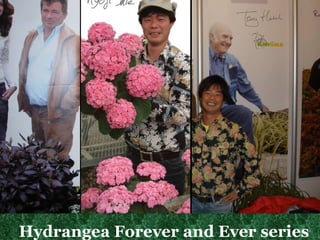 Hydrangea Forever and Ever series 