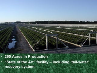 290 Acres in Production “ State of the Art” facility – Including ‘tail-water’ recovery system   