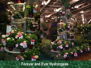 Forever and Ever Hydrangeas   