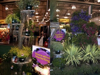 Geranium ‘Summer Skies’  