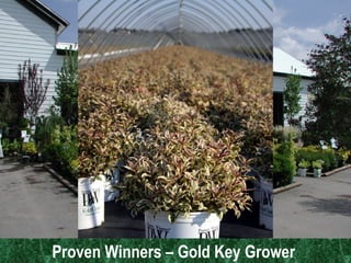 Proven Winners – Gold Key Grower  Proven Winners – Gold Key Grower  
