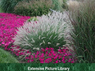 Extensive Picture Library 