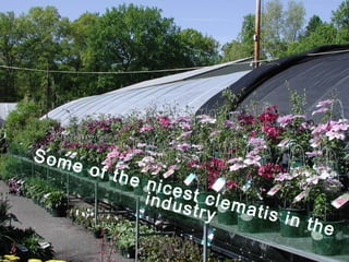Some of the nicest clematis in the industry 