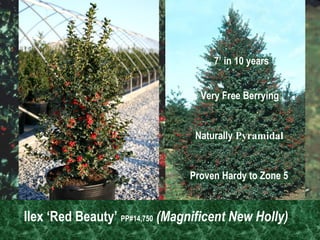 Ilex ‘Red Beauty’  PP#14,750   (Magnificent New Holly) Naturally  Pyramidal 7’ in 10 years Very Free Berrying Proven Hardy to Zone 5 