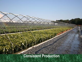 Consistent Production  