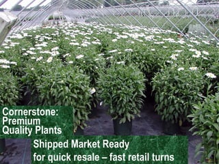 Premium Quality Plants Cornerstone: Premium Quality Plants Shipped Market Ready for quick resale – fast retail turns  