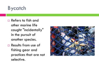 Overfishing & Aquaculture
