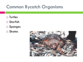 Overfishing & Aquaculture