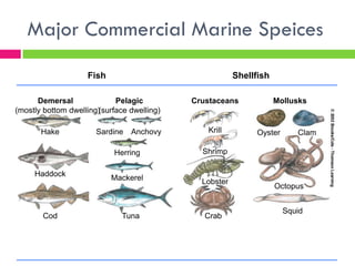 Overfishing & Aquaculture