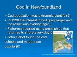 Cod in Newfoundland Cod population was extremely plentiful(5) In 1990 the interest in cod grew larger and the result was overfishing(5) Fisherman started using small ships that returned to shore every day(5) John Cabot found the cod  schools and made them  popular(6) http://www.dhushara.com/book/diversit/extra/cod/cod.htm   