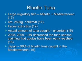 Bluefin Tuna Large migratory fish – Atlantic + Mediterranean (17) 4m, 250kg, >70km/h (17) Faces extinction (17) Actual amount of tuna caught – uncertain (16) 2008, 2009 – UN decreased the tuna season claiming that quotas have been early reached (16) Japan – 90% of bluefin tuna caught in the Mediterranean (16) 