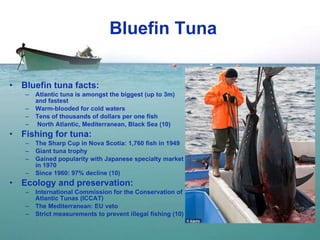 Bluefin Tuna Bluefin tuna facts:  Atlantic tuna is amongst the biggest (up to 3m) and fastest Warm-blooded for cold waters T ens of thousands of dollars  per one fish North Atlantic, Mediterranean, Black Sea (10) Fishing for tuna: The Sharp Cup in Nova Scotia:  1,760 fish in 1949  Giant tuna trophy Gained popularity with Japanese specialty market in 1970 Since 1960: 97% decline (10) Ecology and preservation:  International Commission for the Conservation of Atlantic Tunas (ICCAT) The Mediterranean: EU veto  Strict measurements to prevent illegal fishing (10) 