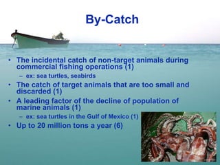 By-Catch The incidental catch of non-target animals during commercial fishing operations (1) ex: sea turtles, seabirds The catch of target animals that are too small and discarded (1) A leading factor of the decline of population of marine animals (1) ex: sea turtles in the Gulf of Mexico (1) Up to 20 million tons a year (6) 