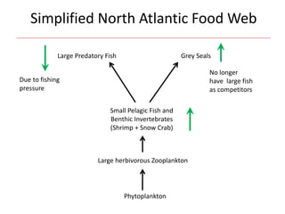 Simplified North Atlantic Food Web
Large Predatory Fish
Due to fishing
pressure
Small Pelagic Fish and
Benthic Invertebrates
(Shrimp + Snow Crab)
Grey Seals
No longer
have large fish
as competitors
Large herbivorous Zooplankton
Phytoplankton
 