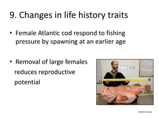 9. Changes in life history traits
• Female Atlantic cod respond to fishing
pressure by spawning at an earlier age
• Removal of large females
reduces reproductive
potential
NOAA Fisheries
 