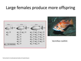 Large females produce more offspring
Vermillion rockfish
Partnership for Interdisciplinary Studies of Coastal Oceans
 