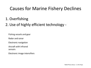 Causes for Marine Fishery Declines
1. Overfishing
2. Use of highly efficient technology -
Fishing vessels and gear
Radar and sonar
Electronic navigation
Aircraft with infrared
sensors
Electronic image intensifiers
NOAA Photo Library – C. Ortiz Rojas
 
