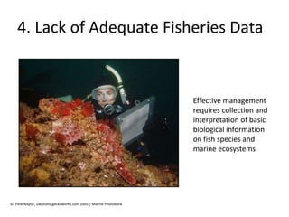 4. Lack of Adequate Fisheries Data
Effective management
requires collection and
interpretation of basic
biological information
on fish species and
marine ecosystems
© Pete Naylor, uwphoto.geckoworks.com 2005 / Marine Photobank
 