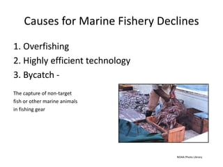 Causes for Marine Fishery Declines
1. Overfishing
2. Highly efficient technology
3. Bycatch -
The capture of non-target
fish or other marine animals
in fishing gear
NOAA Photo Library
 
