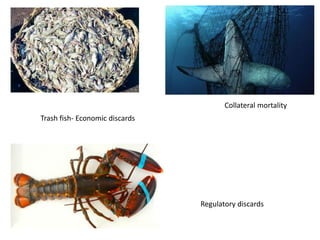 Collateral mortality
Trash fish- Economic discards
Regulatory discards
 