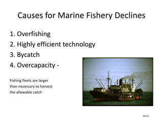 Causes for Marine Fishery Declines
1. Overfishing
2. Highly efficient technology
3. Bycatch
4. Overcapacity -
Fishing fleets are larger
than necessary to harvest
the allowable catch
NEFSC
 