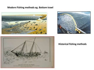 Overfishing Impacts and Management Factors