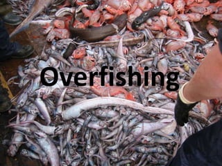 Overfishing Overfishing 