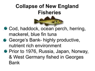 Collapse of New England
Fisheries
• Cod, haddock, ocean perch, herring,
mackerel, blue fin tuna
• George’s Bank- highly productive,
nutrient rich environment
• Prior to 1976, Russia, Japan, Norway,
& West Germany fished in Georges
Bank
 