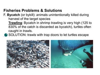 Fisheries Problems & Solutions
F. Bycatch (or bykill): animals unintentionally killed during
harvest of the target species
Trawling: Bycatch in shrimp trawling is very high (125 to
830% of the catch is discarded as bycatch), turtles often
caught in trawls.
SOLUTION: trawls with trap doors to let turtles escape
 