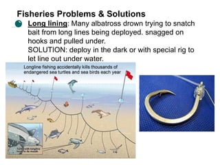 Fisheries Problems & Solutions
Long lining: Many albatross drown trying to snatch
bait from long lines being deployed. snagged on
hooks and pulled under.
SOLUTION: deploy in the dark or with special rig to
let line out under water.
 