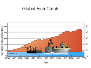 Global Fish Catch
 