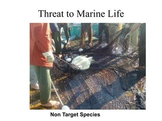 Threat to Marine Life
Non Target Species
 