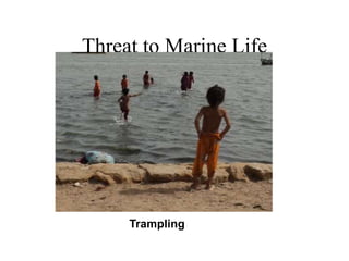 Threat to Marine Life
Trampling
 