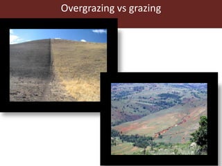 Communal pasture areas: Overgrazing and sustainability