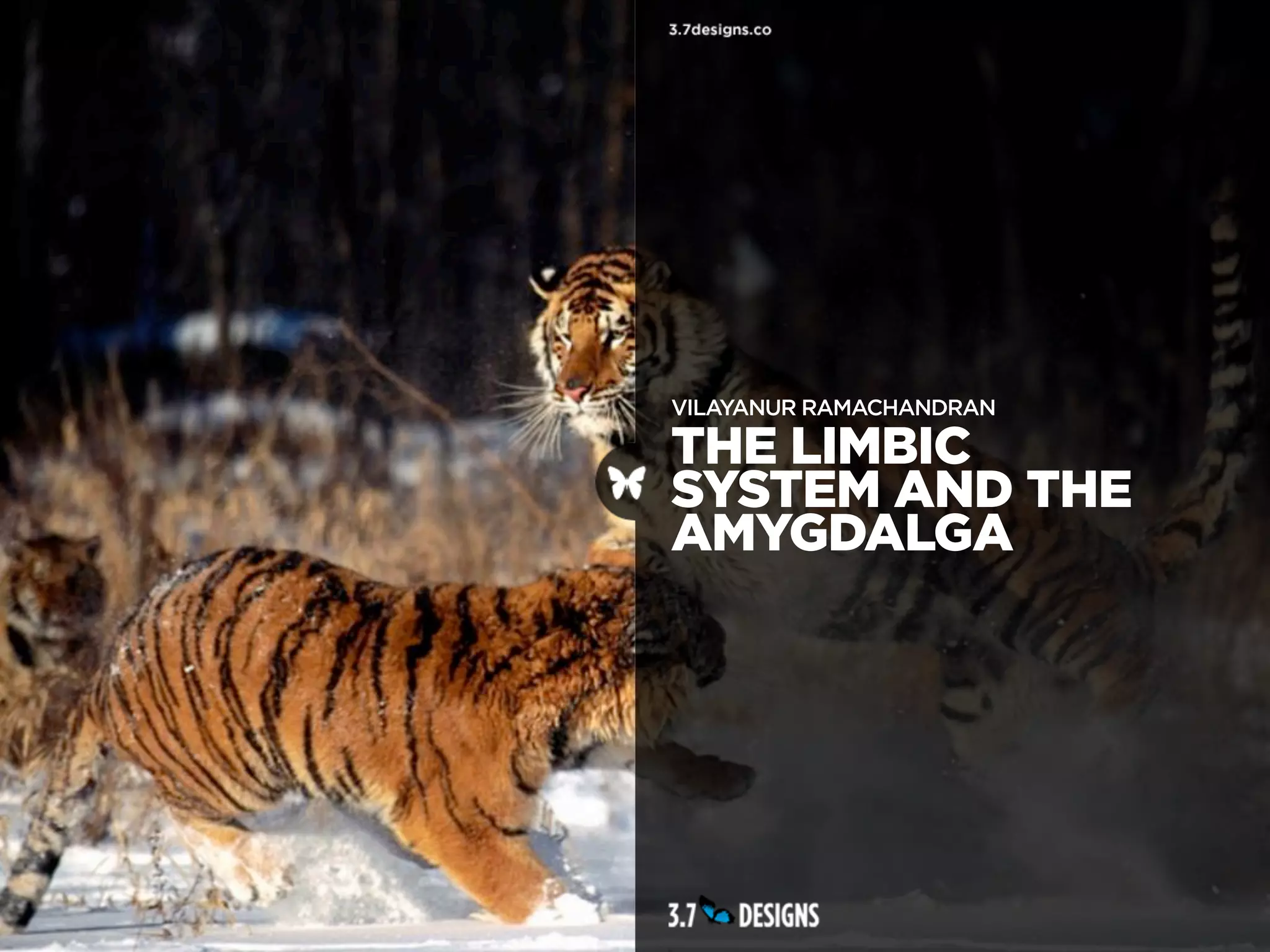 VILAYANUR RAMACHANDRAN

THE LIMBIC
SYSTEM AND THE
AMYGDALGA
 