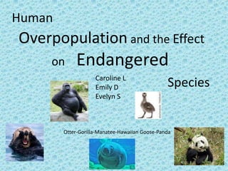 Human
Overpopulation and the Effect
     on     Endangered
                    Caroline L
                    Emily D                     Species
                    Evelyn S



        Otter-Gorilla-Manatee-Hawaiian Goose-Panda
 