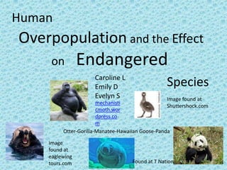 Human
Overpopulation and the Effect
     on         Endangered
                     Caroline L
                     Emily D                      Species
                     Evelyn S                     Image found at
                       mechanisti
                                                  Shuttershock.com
                       cmoth.wor
                       dpress.co
                       m
         Otter-Gorilla-Manatee-Hawaiian Goose-Panda

    Image
    found at
    eaglewing
    tours.com                       Found at T Nation
 