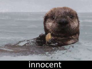 innocent   Image found at
           eaglewingtours.com
 
