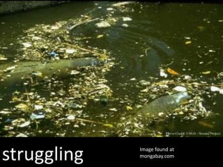 struggling   Image found at
             mongabay.com
 