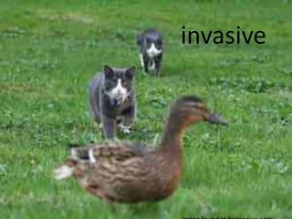 invasive
 