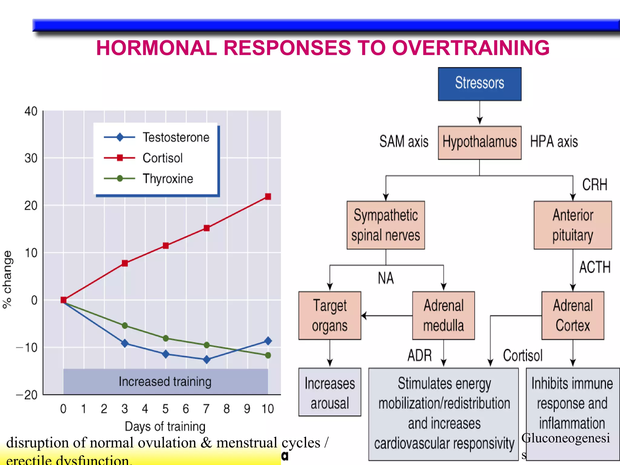 HORMONAL RESPONSES TO OVERTRAINING Gluconeogenesis disruption of normal ovulation & menstrual cycles /erectile dysfunction. 