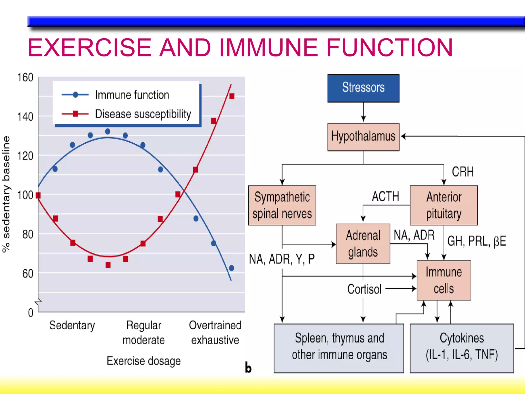 EXERCISE AND IMMUNE FUNCTION 