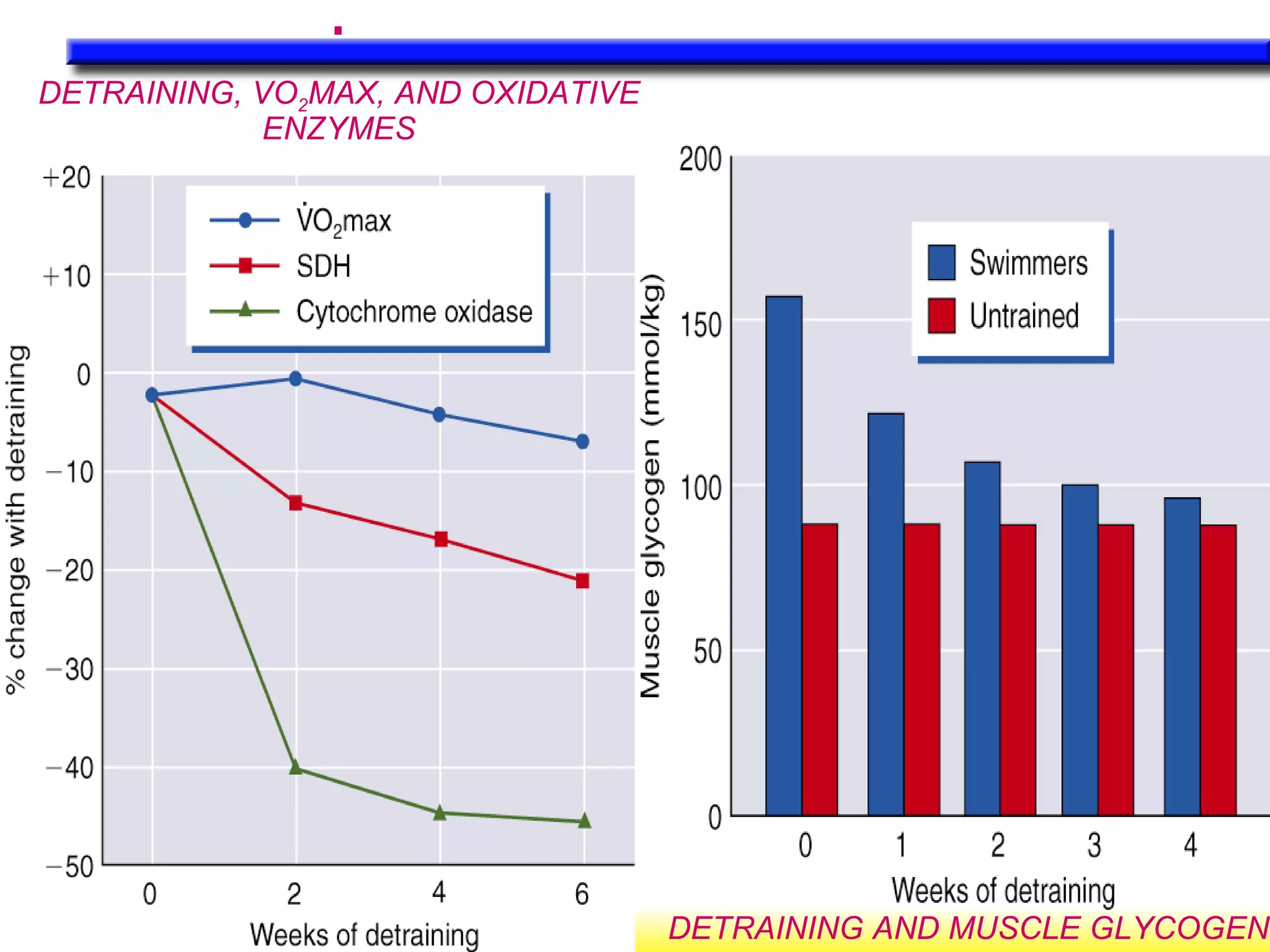 DETRAINING AND MUSCLE GLYCOGEN DETRAINING, VO 2 MAX, AND OXIDATIVE ENZYMES . 