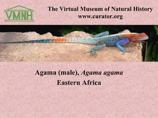 The Virtual Museum of Natural History
              www.curator.org




Agama (male), Agama agama
     Eastern Africa
 