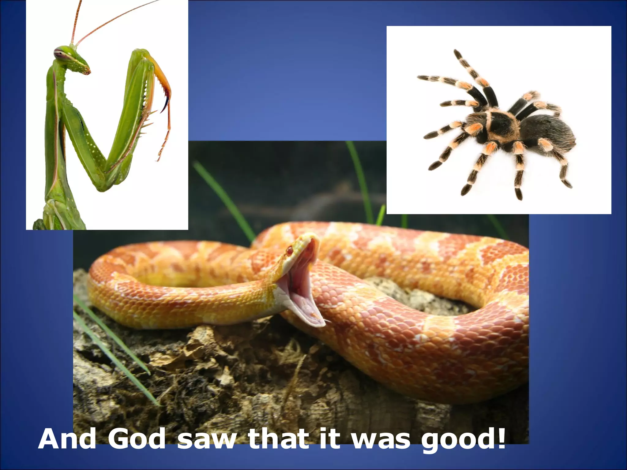 And God saw that it was good! 