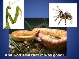 And God saw that it was good! 