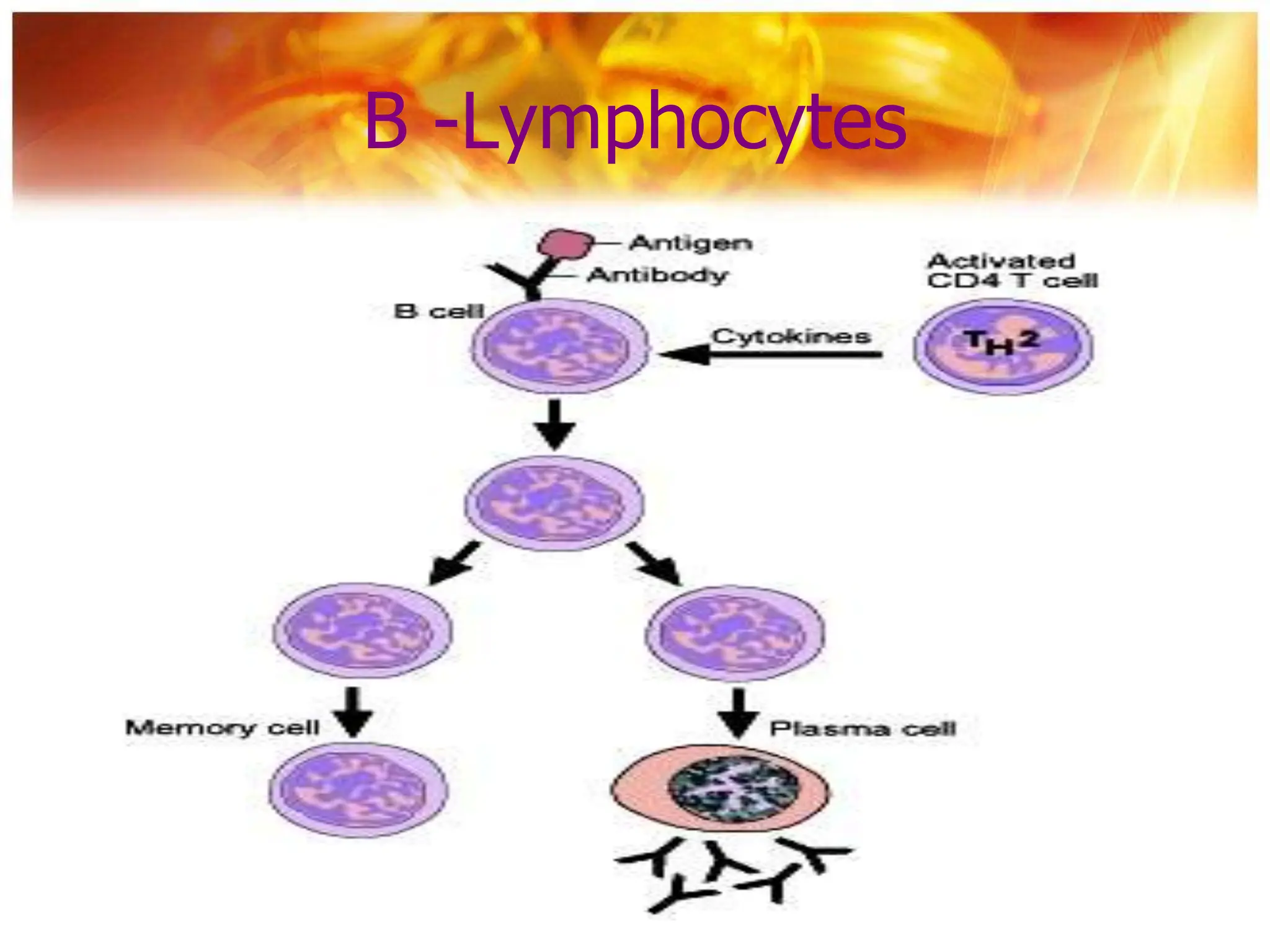 PowerPoint presentation of immunology and serology | PPT